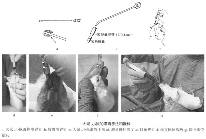 实验动物的经口给药_山东省大健康精准医疗产业技术研究院-动物中心